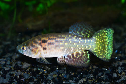 Austrofundulus myersi