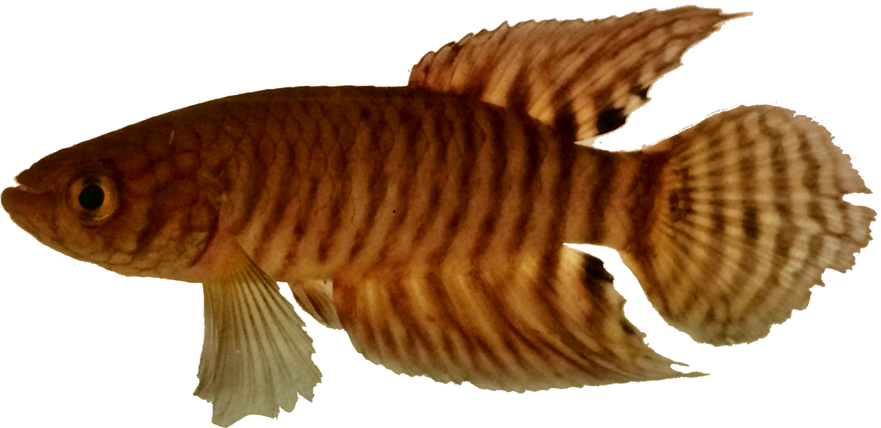 Simsonichthys myersi