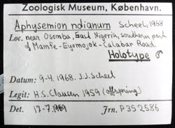 02-0-Copr_2020-JJ_Scheel_Holotype_NHMD_P352586t.jpg