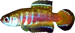 NGC -  Simpsonichthys nigromaculatus