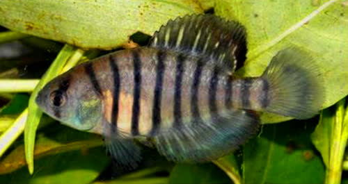 Austrolebias nigrofasciatus