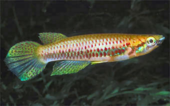 Epiplatys nigricans