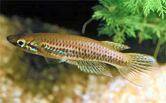 Epiplatys nigricans