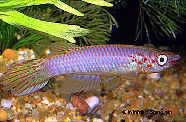Epiplatys njalaensis
