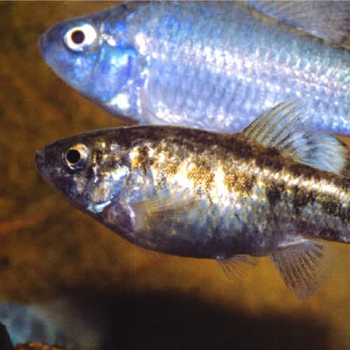 Cyprinodon nichollsi