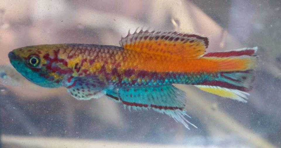 CI