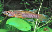 Epiplatys olbrechtsi olbrechtsi 'Juarzon'