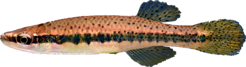 Fundulus olivaceus