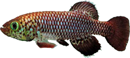 Nothobranchius orthonotus