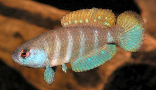 Austrolebias paucisquama