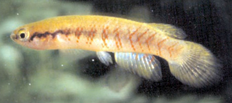 Rivulus (Melanorivulus) paracatuensis