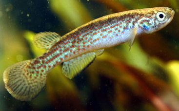 Rivulus peruanus