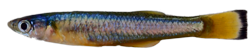 Laciris pelagica