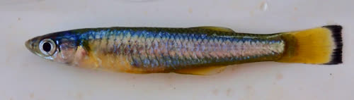 Laciris pelagica