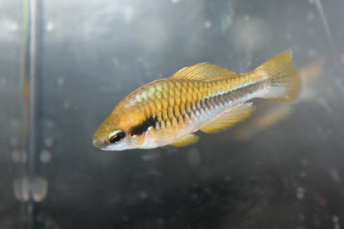 Cubanichthys pengelleyi