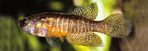 Cynolebias paraguassuensis