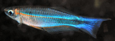 Plataplochilus pulcher