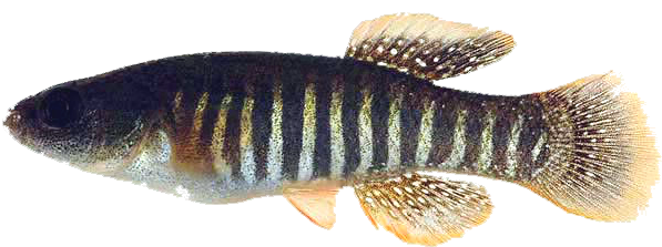 Fundulus pulvereus