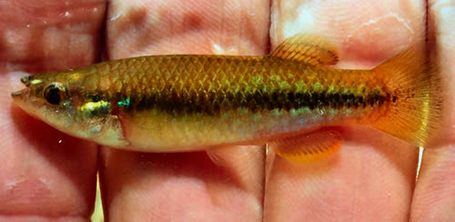 Profundulus portillorum