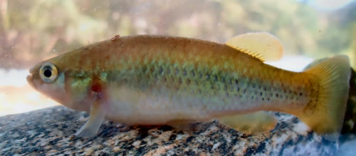 Profundulus parentiae