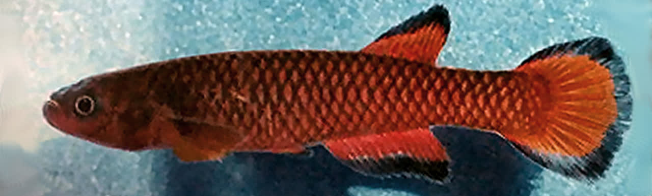 Rivulus paryagi