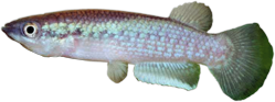 00-1-Copr_2011_Paul_Loisellet.png