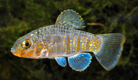 Floridichthys polyommus