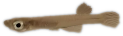 RBN