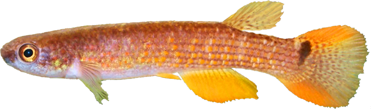 Rivulus rectocaudatus