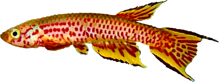 Aphyosemion rectogoense 'G76-11'