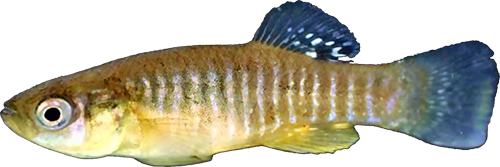 Fundulus relictus