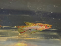 Yabassi