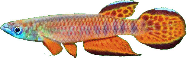 Epiplatys roloffi 'RL99'