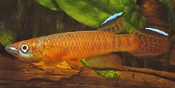 Epiplatys roloffi 'RL99'