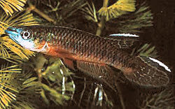 Epiplatys roloffi 'Salayea'