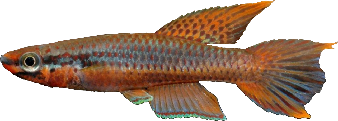 Aphyosemion rubrogaster