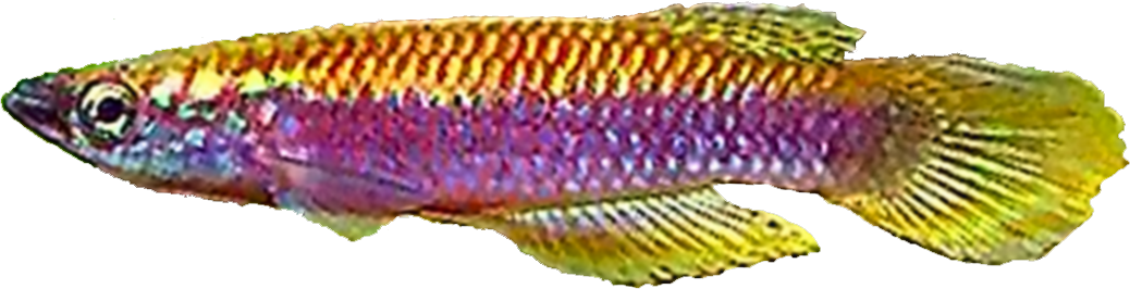 Epiplatys ruhkopfi 'Kaningali'