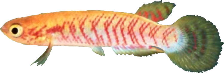 Rivulus rutilicaudus