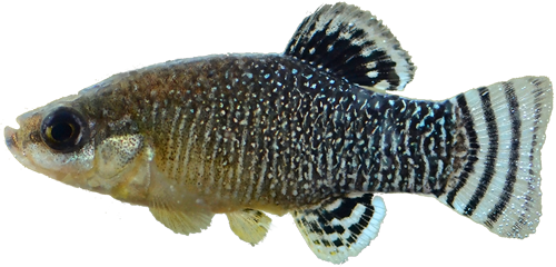 Apricaphanius saourensis