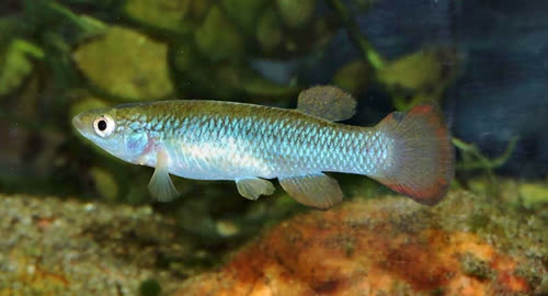 Fundulus sciadicus