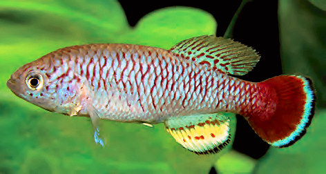 Nothobranchius seegersi