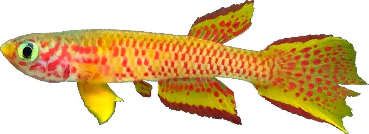 Aphyosemion schioetzi