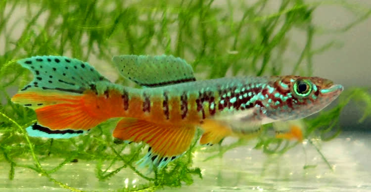 Japanese Dwarf Red Gularis. Phoro and fish by Black Jack.