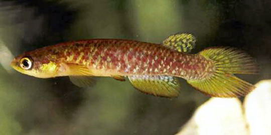 Atlantirivulus simplicis