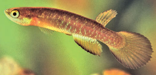 Rivulus santensis