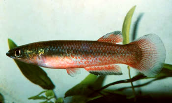 Pachypanchax sparksorum