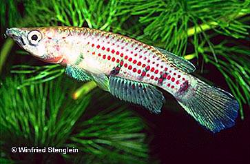 Epiplatys chaperi spillmanni