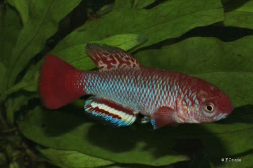 Nothobranchius serengetiensis