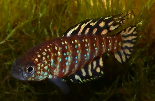 Hypsolebias stellatus