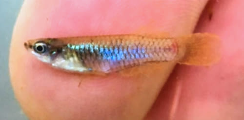 Rhexipanchax schioetzi